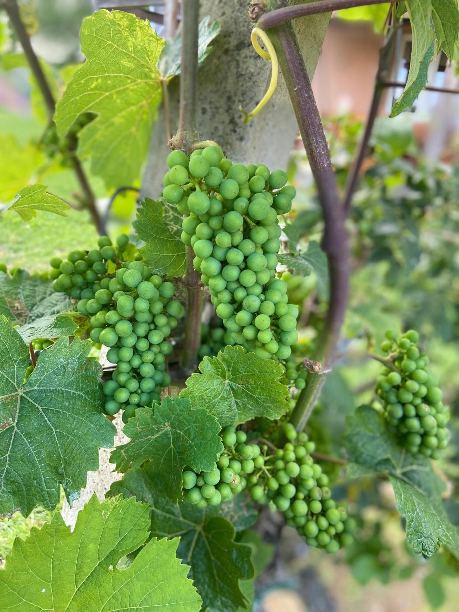 Zweytick Gaestezimmer Weingut Ratsch an der Weinstrasse Exterior foto
