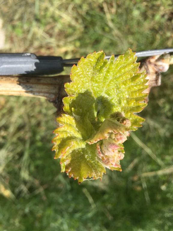 Zweytick Gaestezimmer Weingut Ratsch an der Weinstrasse Exterior foto