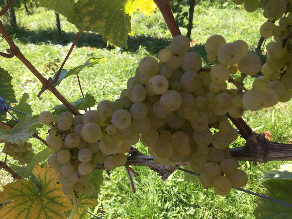 Zweytick Gaestezimmer Weingut Ratsch an der Weinstrasse Exterior foto